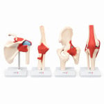 Human Body Joints